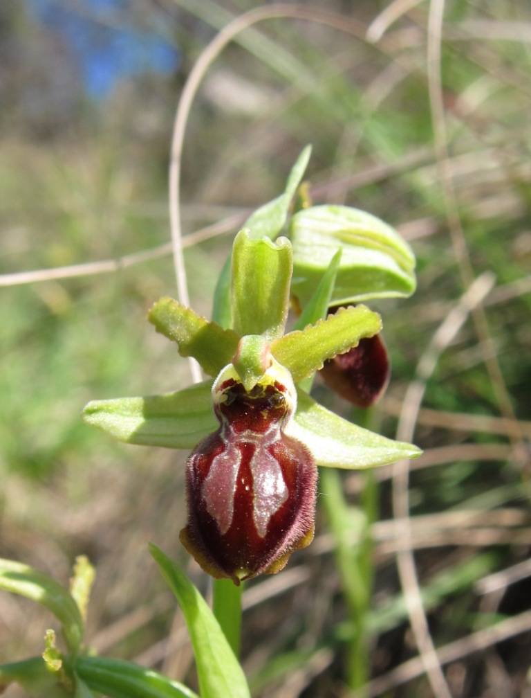Ophrys sphegodes?